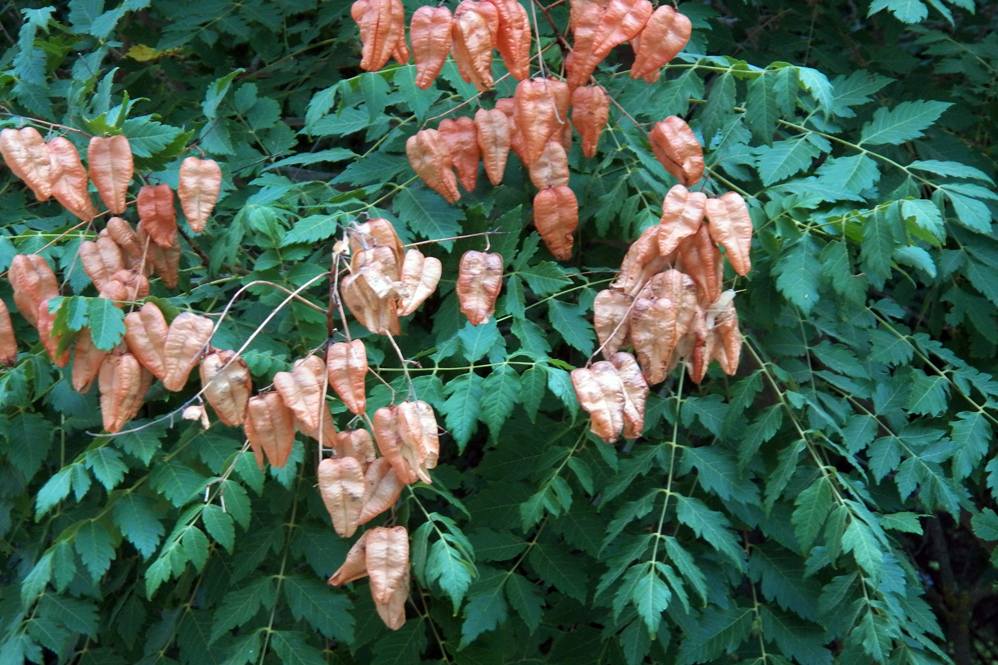 Image of Koelreuteria paniculata specimen.