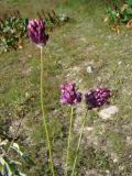 Allium rotundum