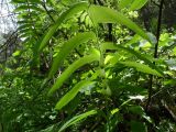 Polygonatum glaberrimum