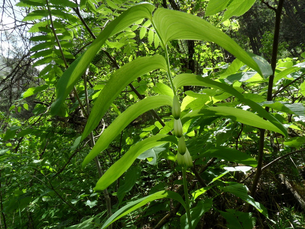 Изображение особи Polygonatum glaberrimum.