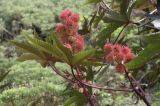 Ricinus communis. Верхушки побегов с соплодиями и мужскими цветками. Испания, Каталония, г. Барселона, парк Цитадели (Parc de la Ciutadella), в культуре. 29.08.2017.