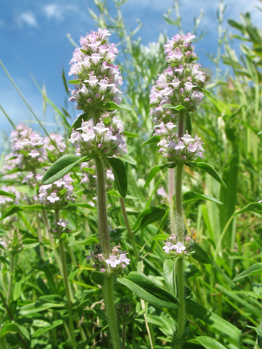 Image of Thymus marschallianus specimen.