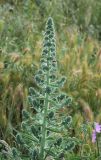 Echium biebersteinii. Верхушка развивающегося соцветия с кормящимся жуком. Краснодарский край, г. Новороссийск, окр. Суджукской лагуны, травостой с доминированием сорных видов. 24 мая 2016 г.