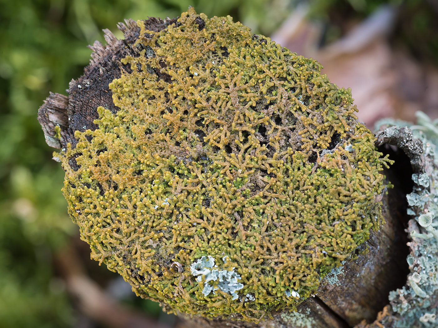 Image of Ptilidium pulcherrimum specimen.