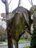 Paulownia tomentosa. Часть ствола и ветви с листом, повреждённым первыми заморозками. Беларусь, г. Минск, Ботанический сад, в культуре. 02.11.2017.