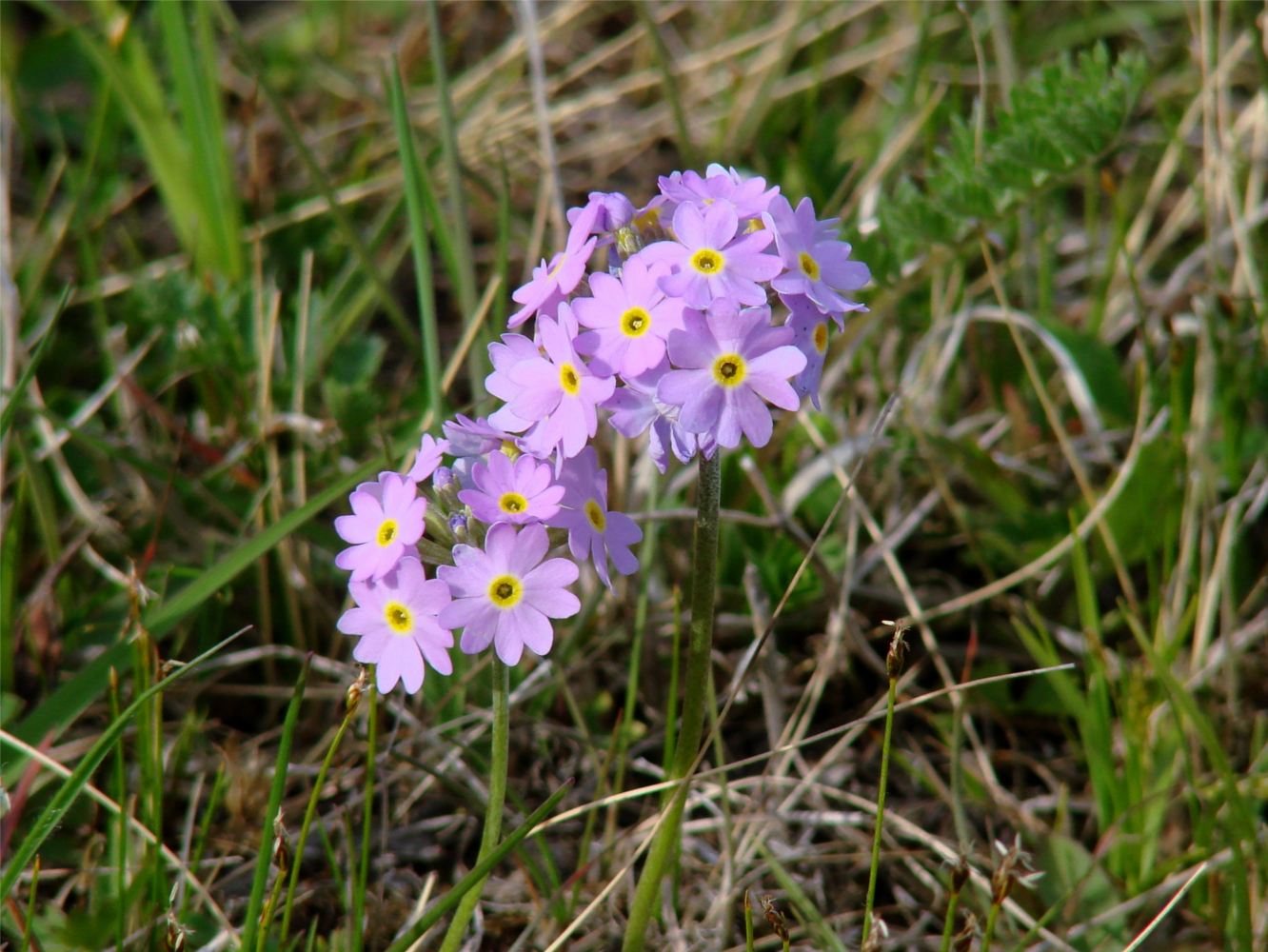 Изображение особи Primula farinosa.