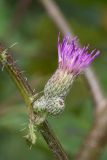 Cirsium palustre. Часть веточки с распускающимся и нераспустившимися соцветиями. Беларусь, Витебская обл., пос. Езерище, залежь. 13.08.2017.