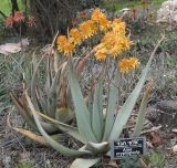 Aloe cryptopoda