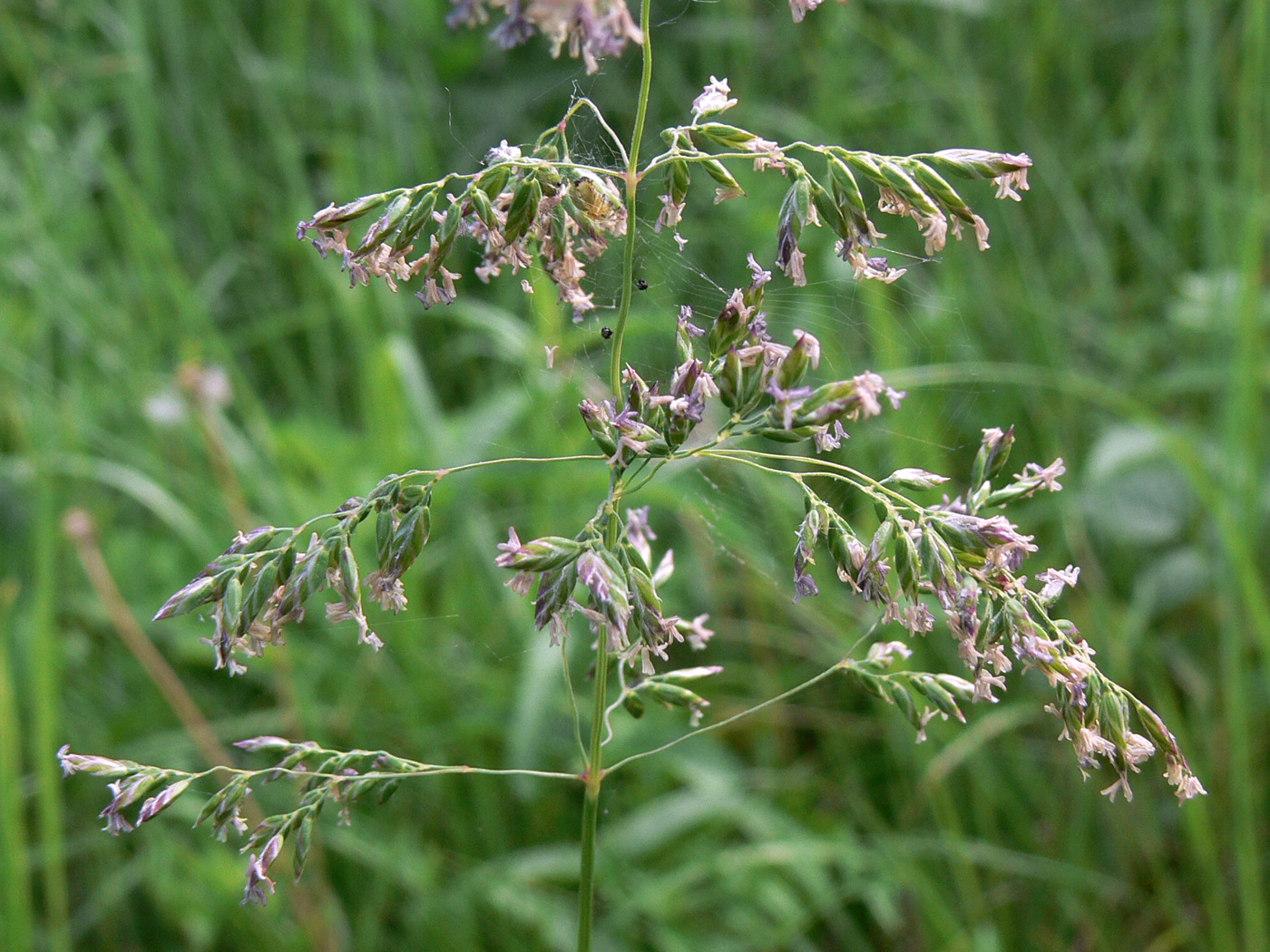 Image of genus Poa specimen.