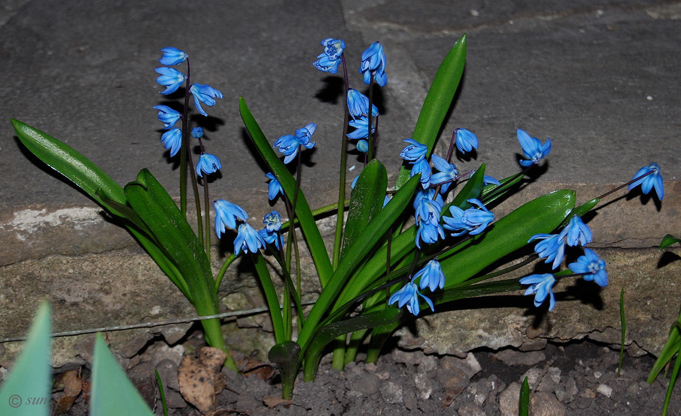 Изображение особи Scilla siberica.