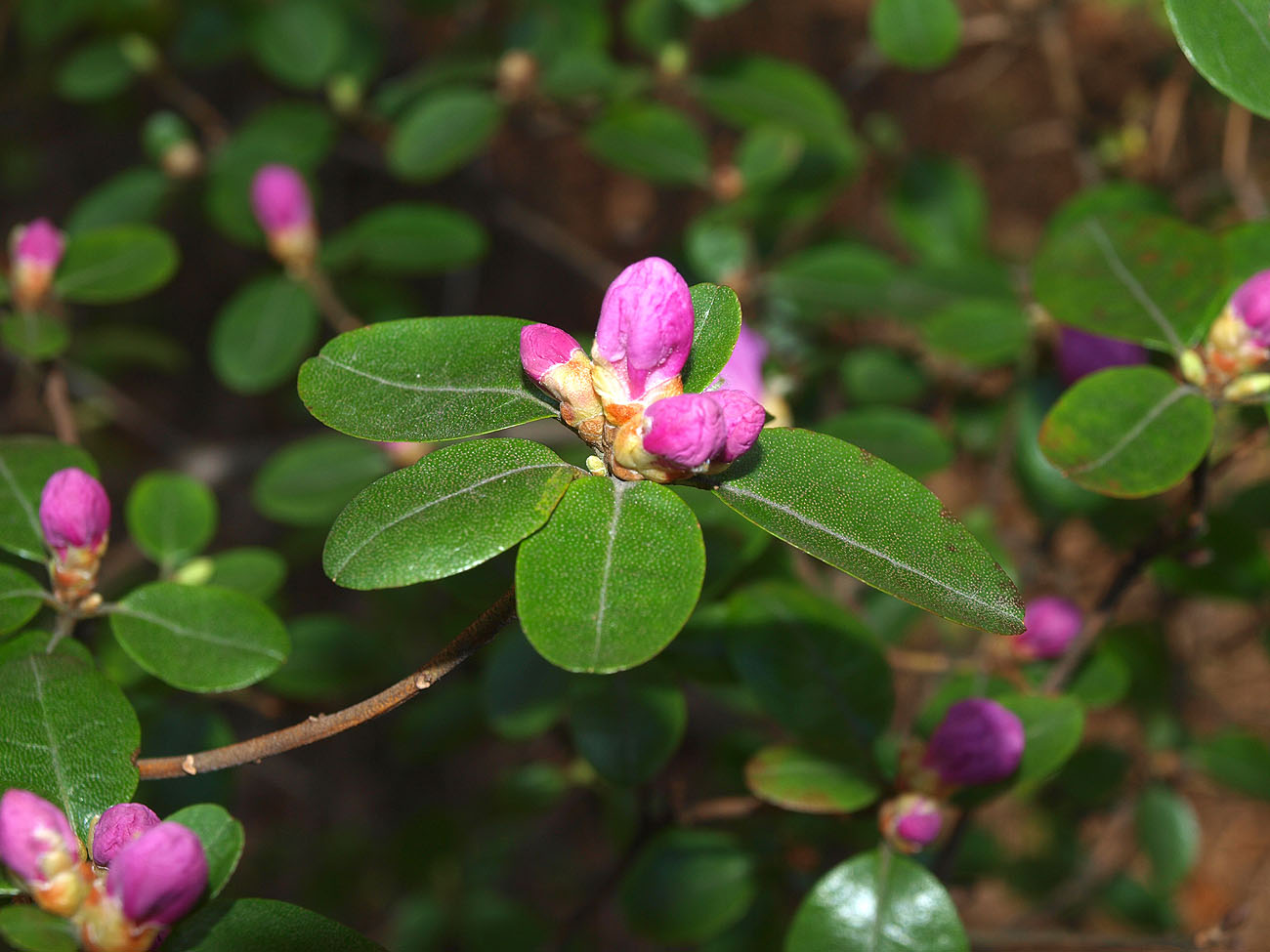 Изображение особи Rhododendron ledebourii.