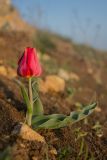 Tulipa suaveolens