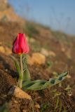 Tulipa suaveolens. Цветущее растение. Крым, Керченский п-ов, Опукский заповедник, склон г. Приозёрная.. 13.04.2018.