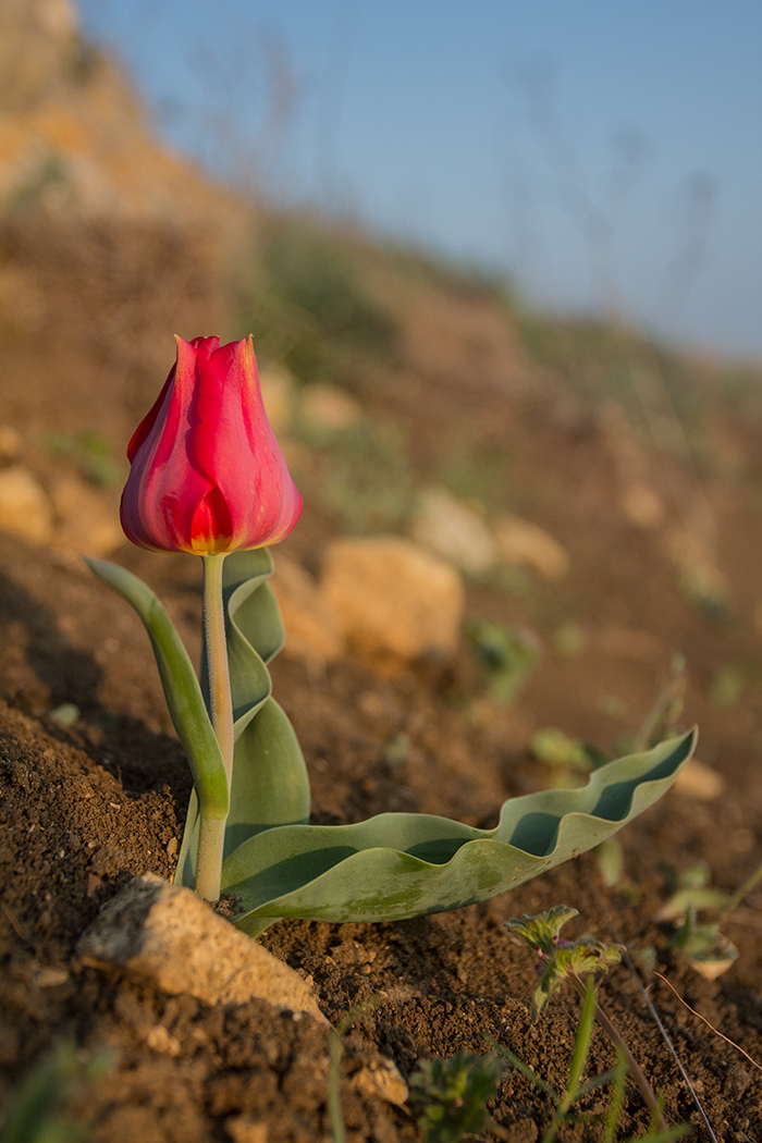 Изображение особи Tulipa suaveolens.