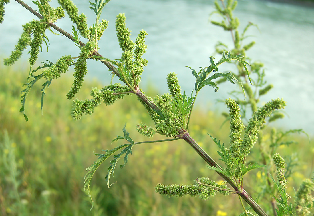 Image of Urtica cannabina specimen.