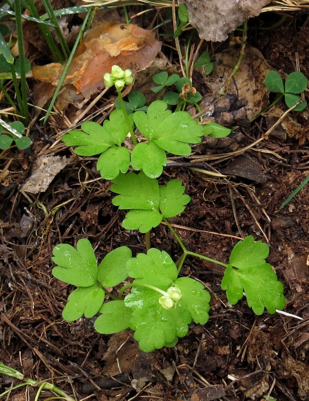 Image of Adoxa moschatellina specimen.