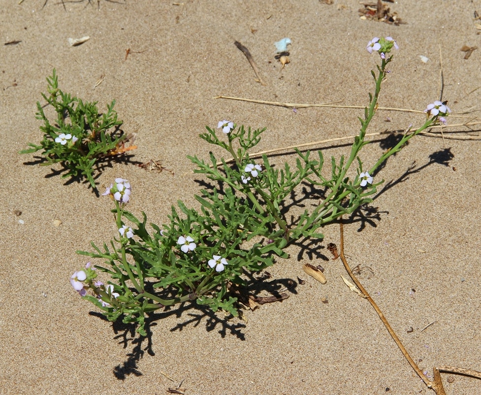 Image of Cakile euxina specimen.