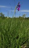 Gladiolus tenuis