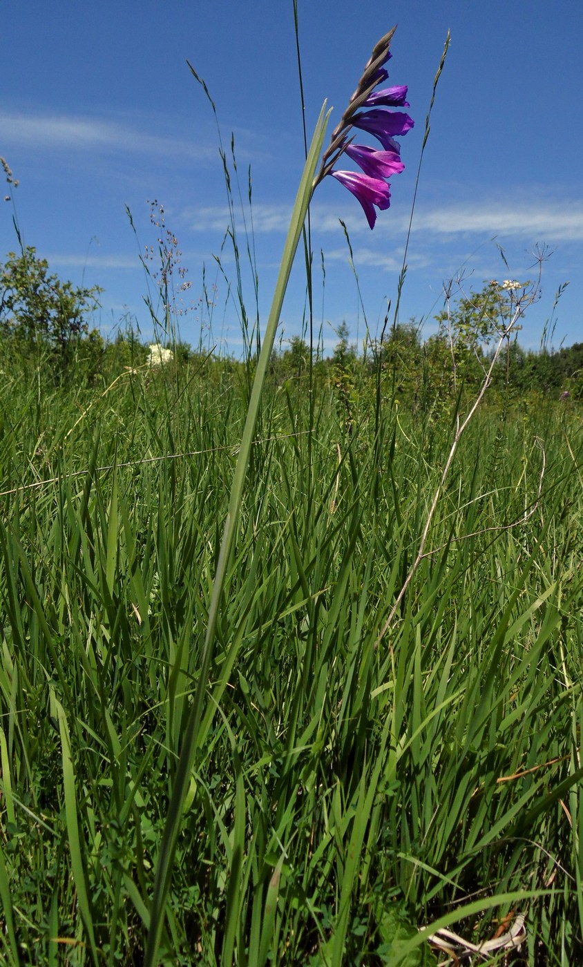 Изображение особи Gladiolus tenuis.