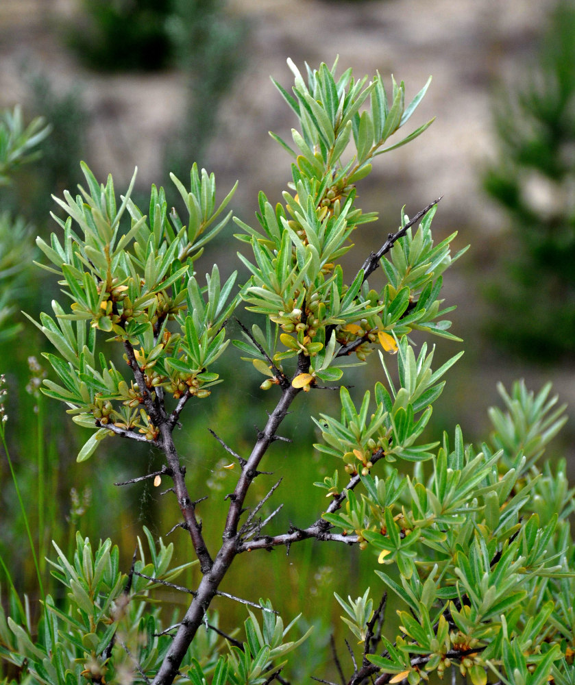 Image of Hippophae rhamnoides specimen.