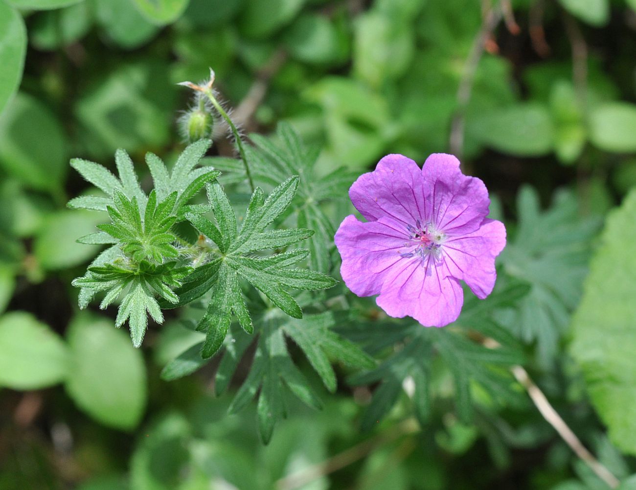 Image of Geranium sanguineum specimen.