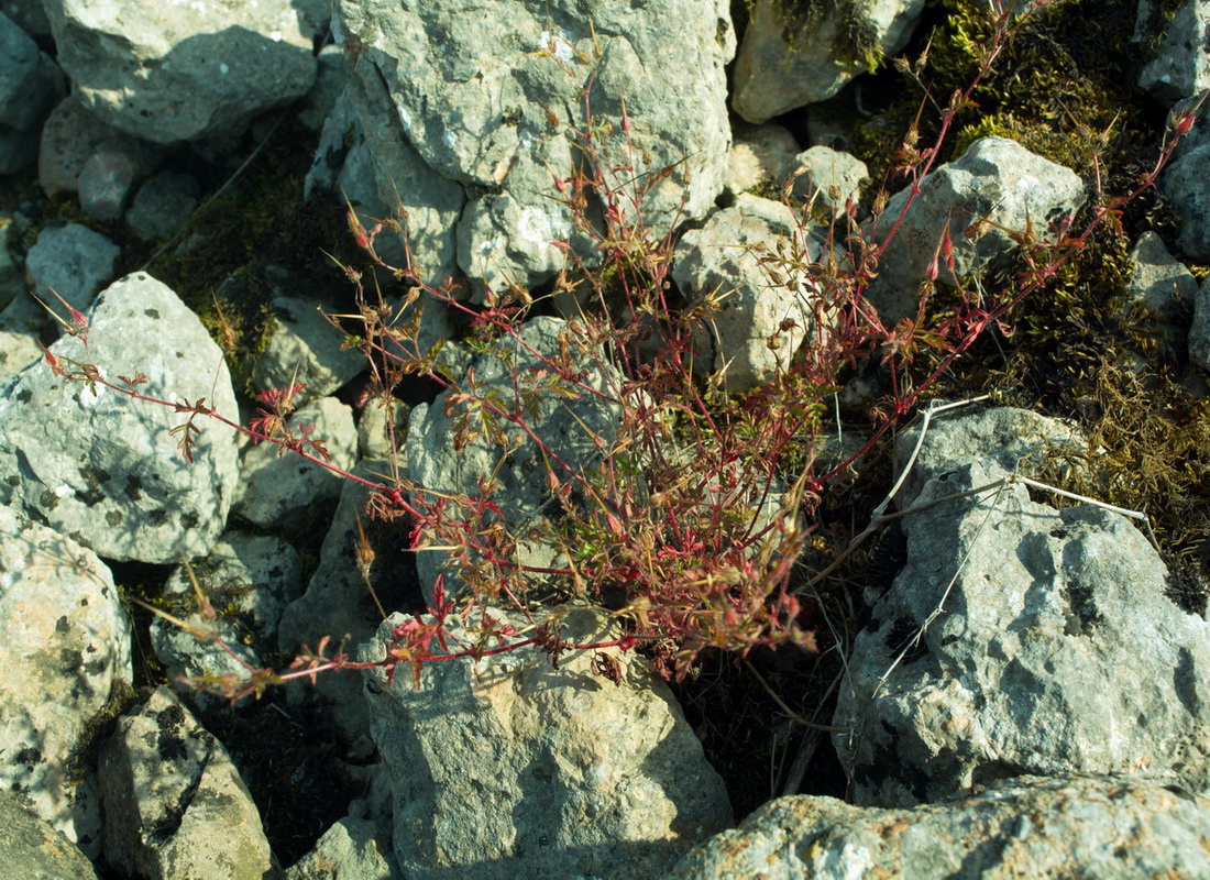 Image of Geranium purpureum specimen.