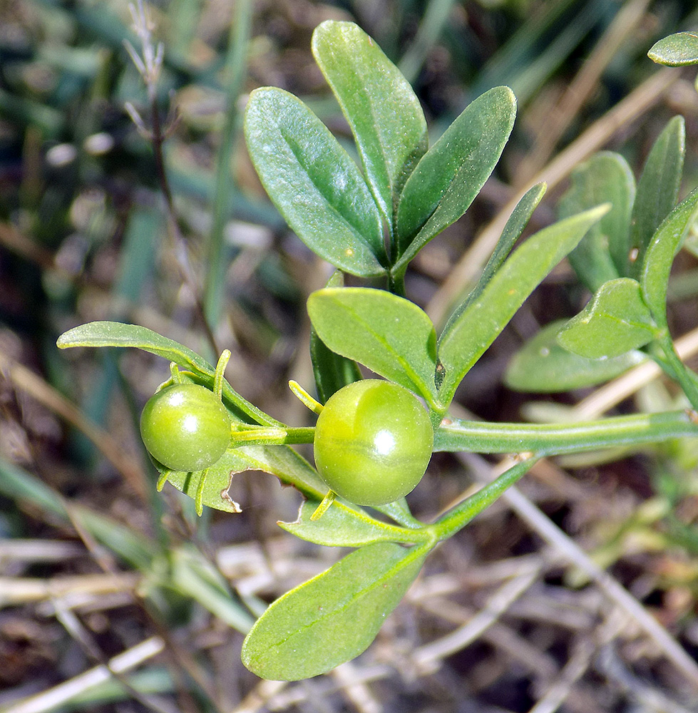 Image of Jasminum fruticans specimen.