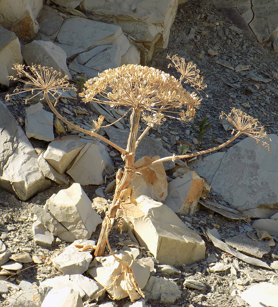 Изображение особи Heracleum stevenii.