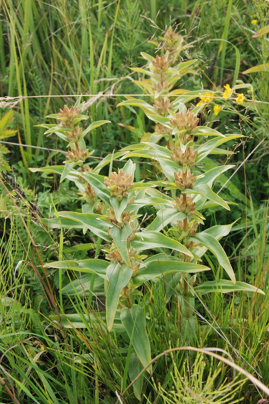 Image of Gentiana cruciata specimen.