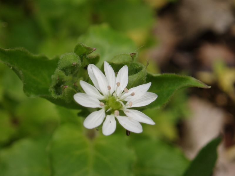 Изображение особи Myosoton aquaticum.