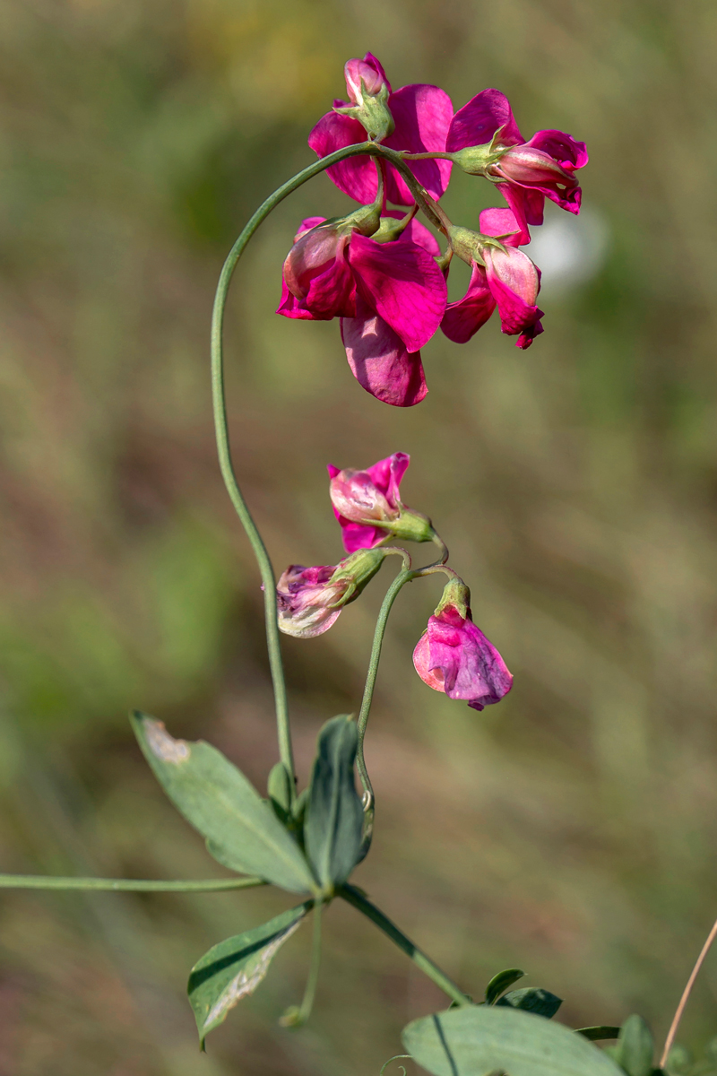 Image of Lathyrus tuberosus specimen.