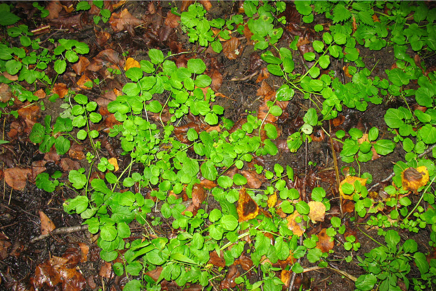 Изображение особи Cardamine amara.