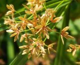 Cyperus alternifolius. Соцветия. Черногория, муниципалитет Будва, пос. Бечичи (Bečići), сорное. Июль 2018 г.