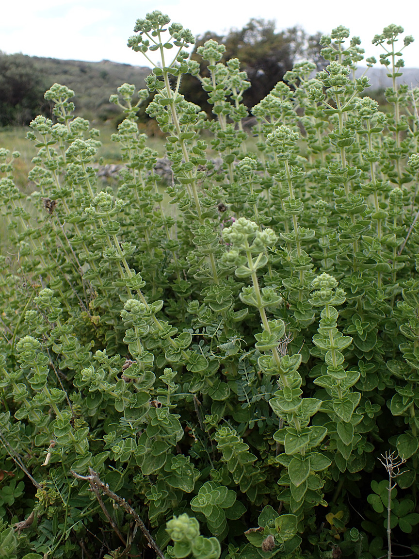 Image of Origanum onites specimen.