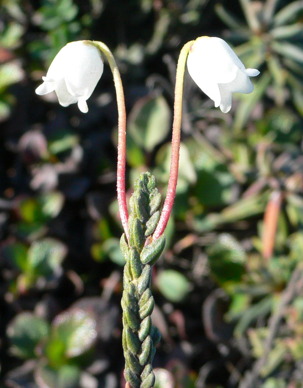 Изображение особи Cassiope tetragona.