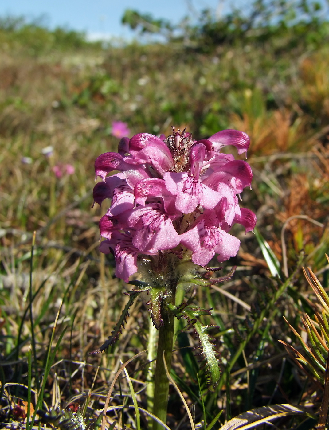 Изображение особи Pedicularis interioroides.