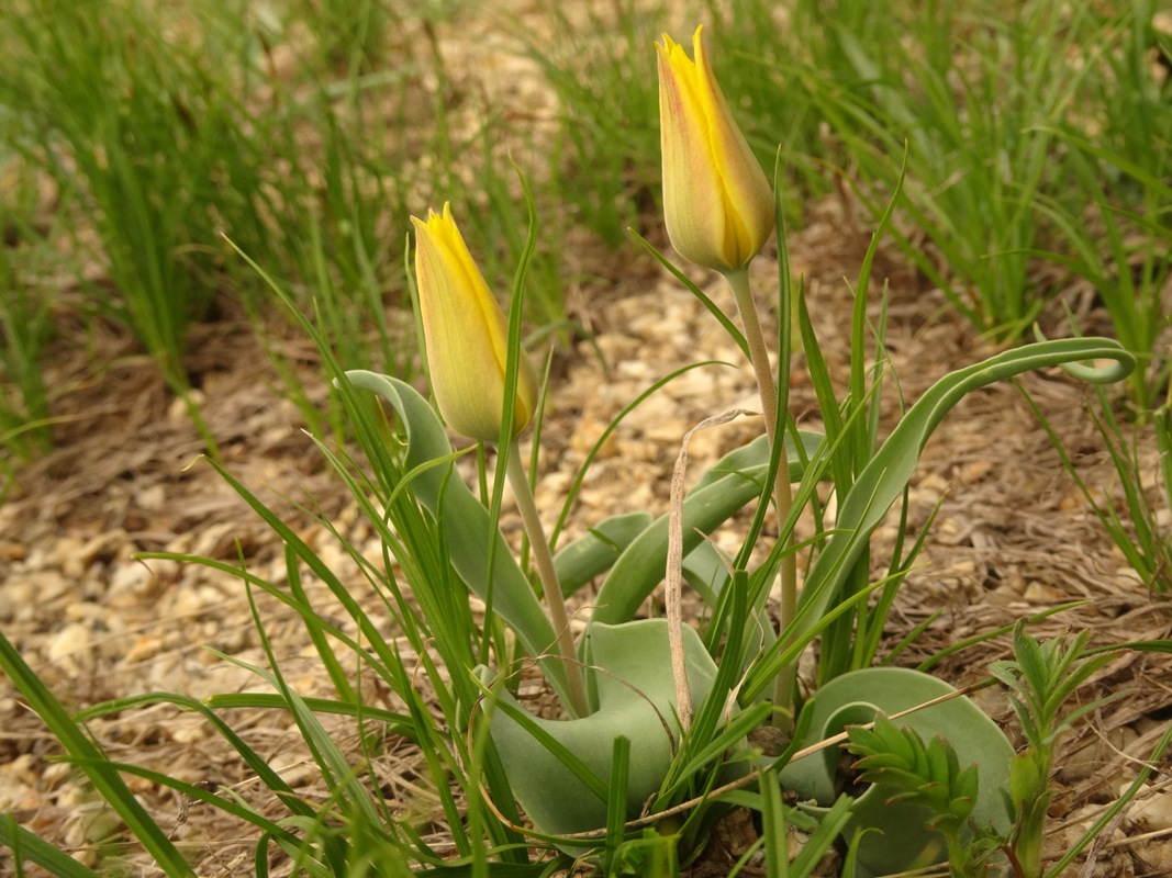 Изображение особи Tulipa altaica.