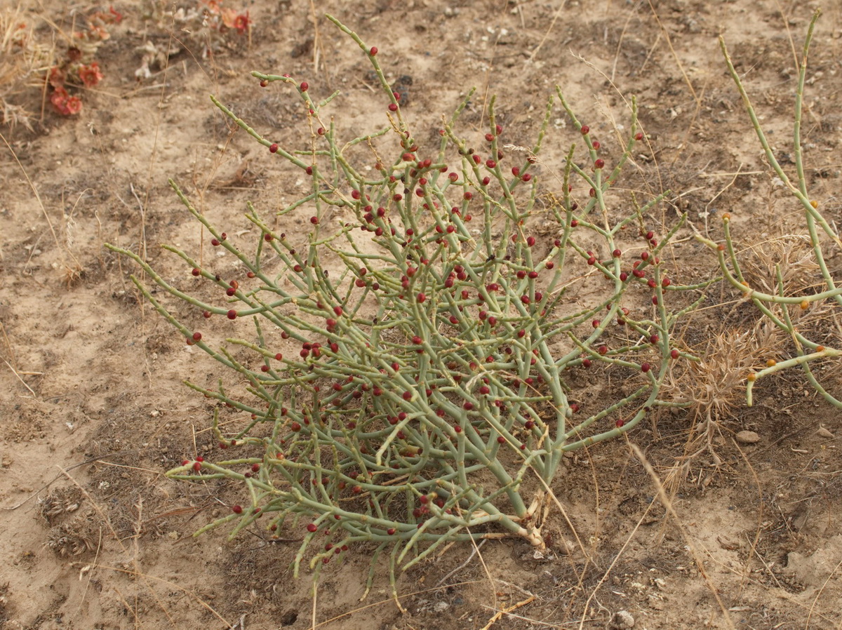Image of Anabasis ferganica specimen.