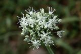 Allium oschaninii