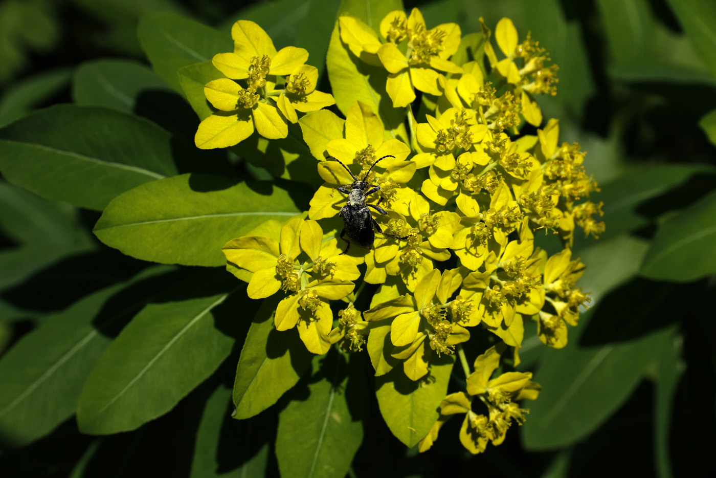 Изображение особи Euphorbia pilosa.