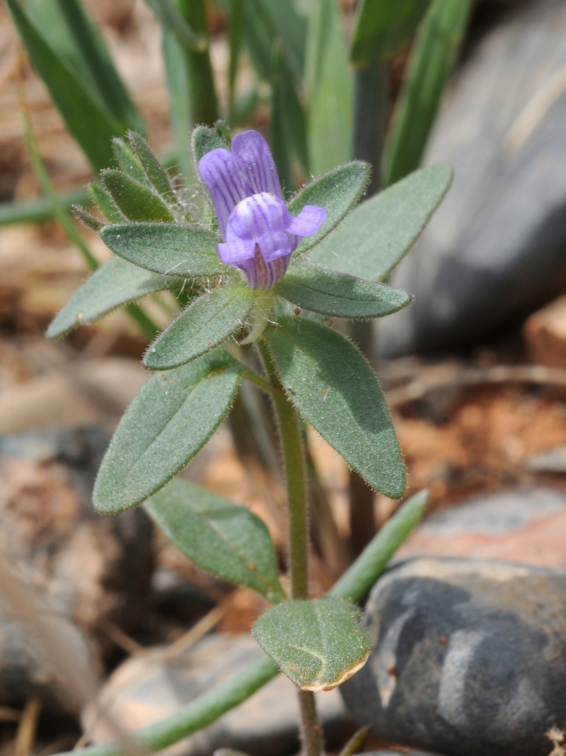 Изображение особи Chaenorhinum persicum.