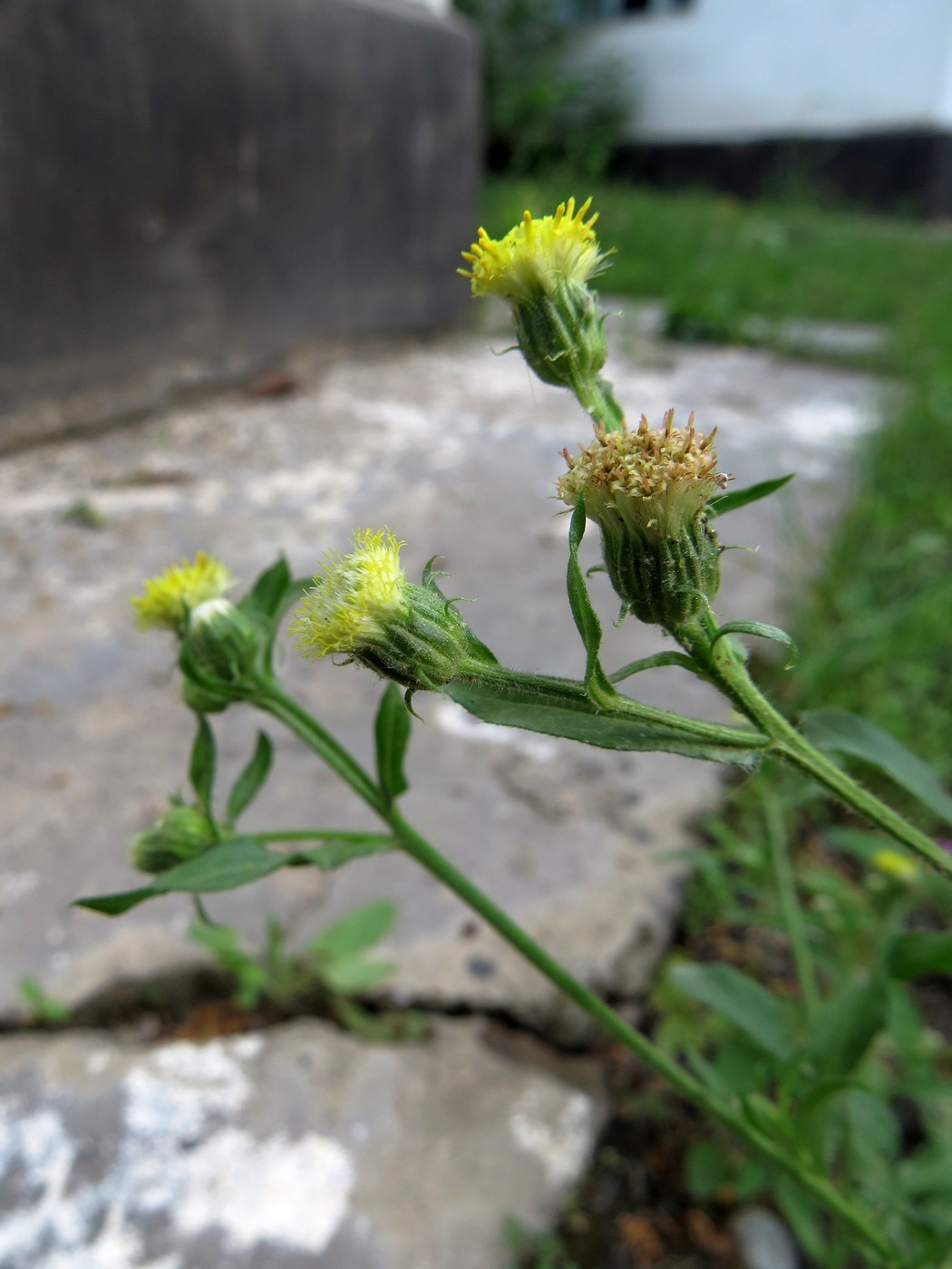 Изображение особи Erigeron khorassanicus.