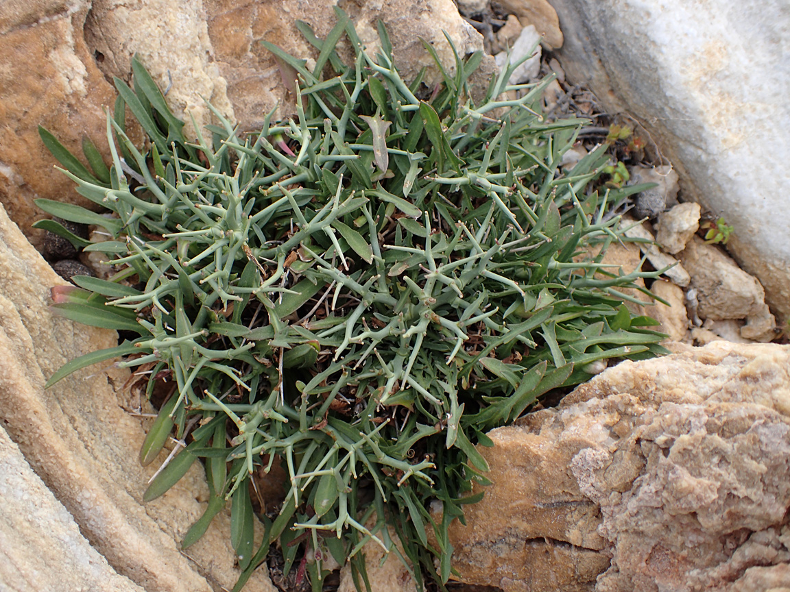 Изображение особи Cichorium spinosum.