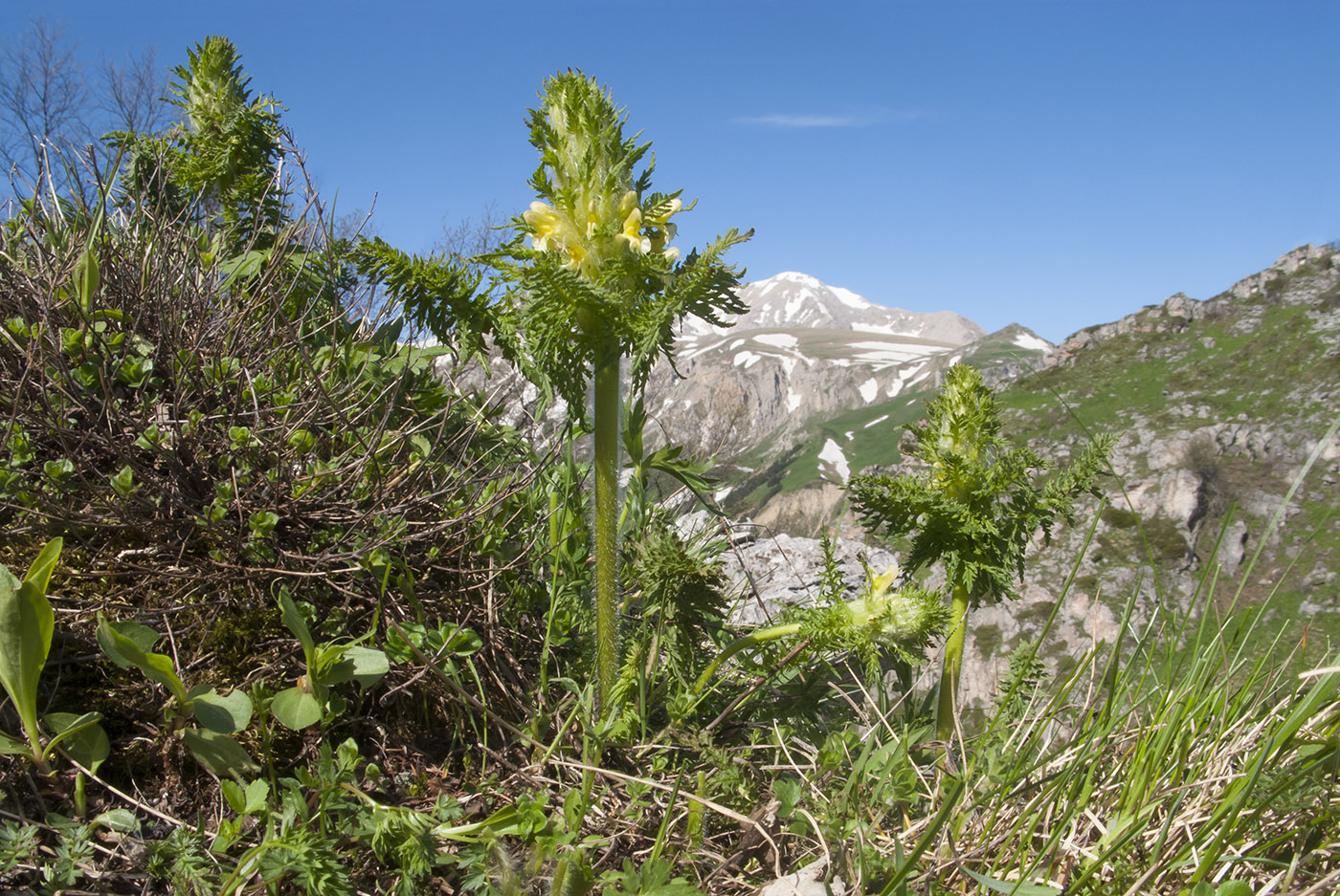 Изображение особи Pedicularis condensata.