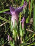 Gentianella amarella