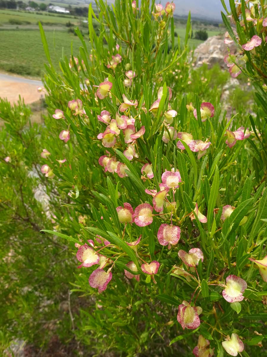 Image of Dodonaea viscosa specimen.