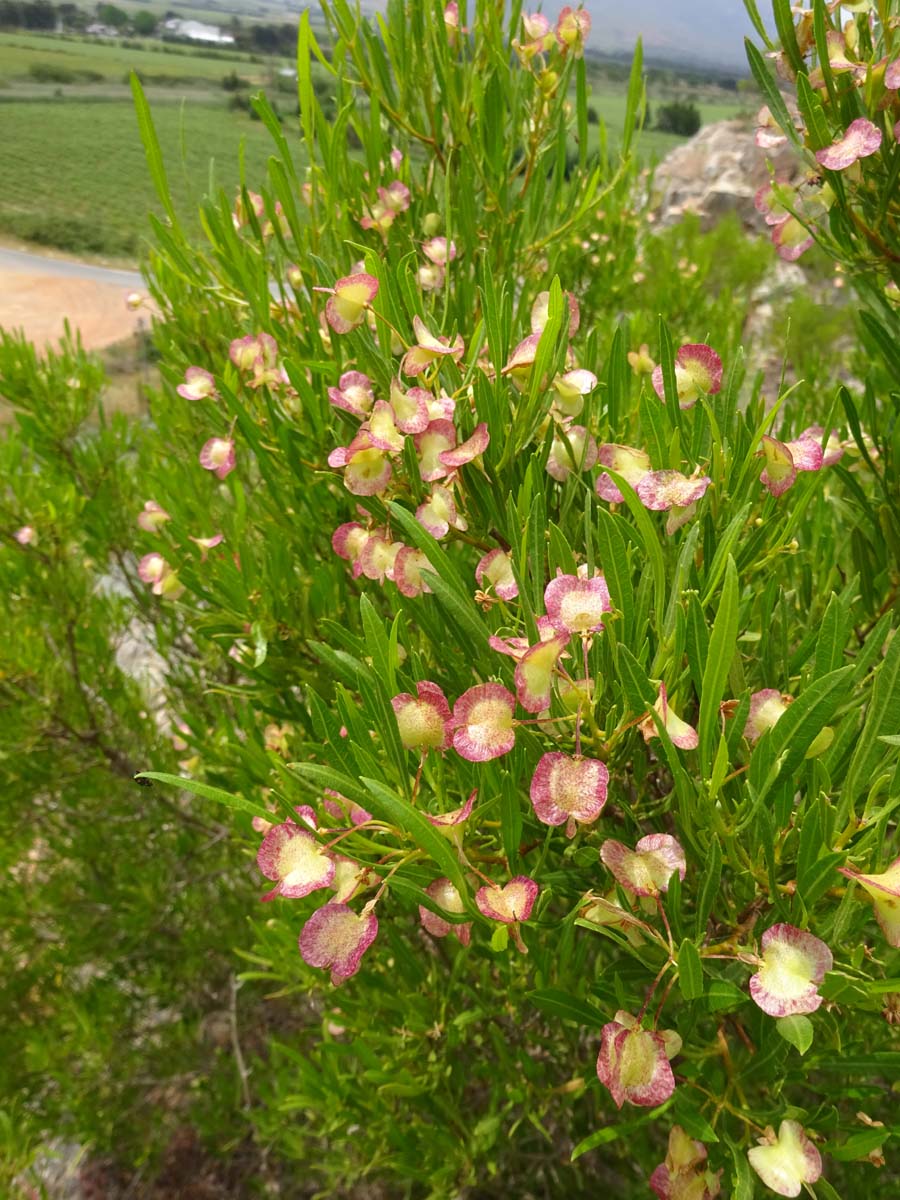 Изображение особи Dodonaea viscosa.