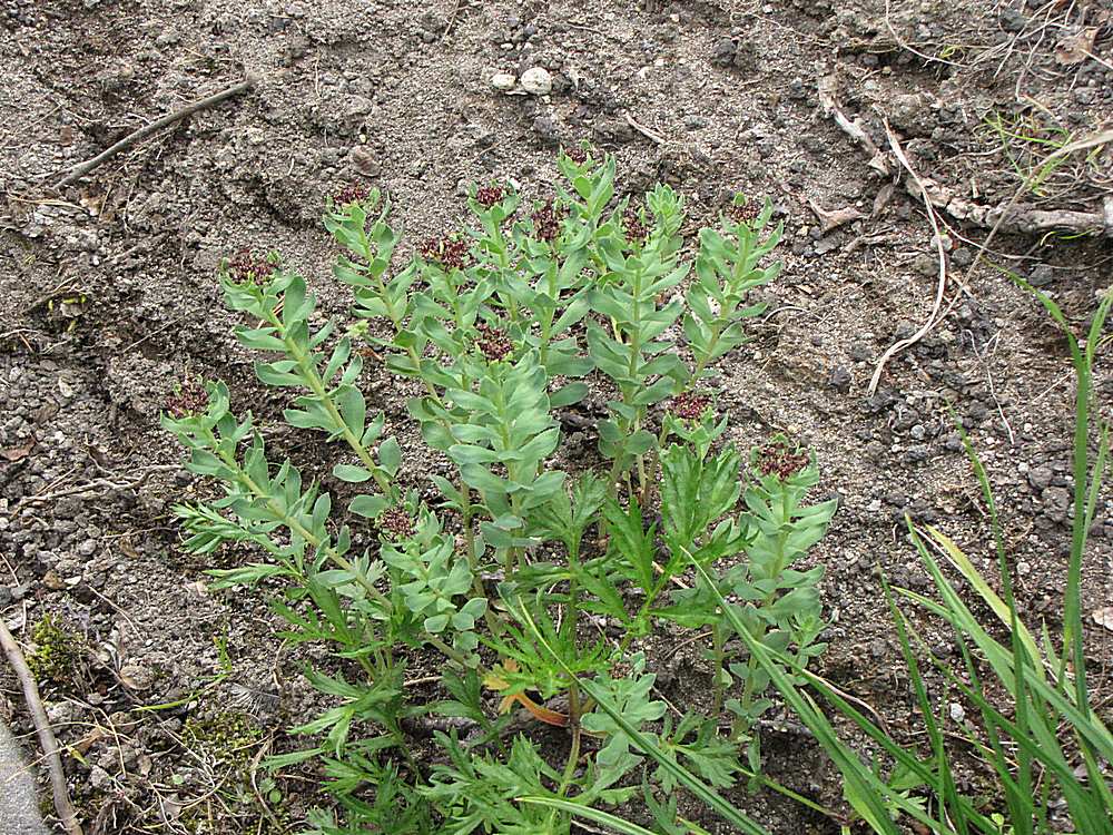 Image of Rhodiola integrifolia specimen.