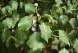 Hedera helix