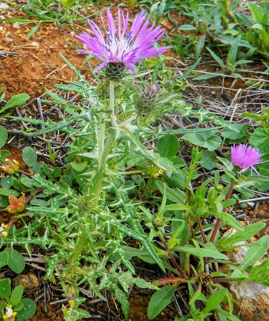 Изображение особи Galactites tomentosus.